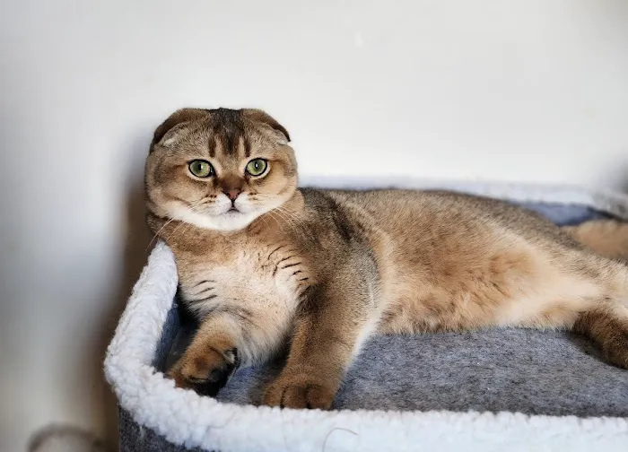 Golden League Cattery Picture 3