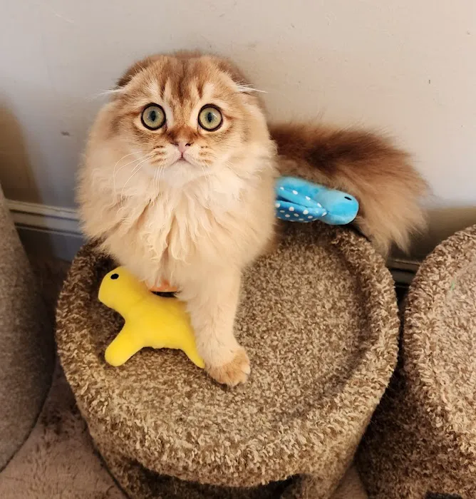 Golden League Cattery Picture 6