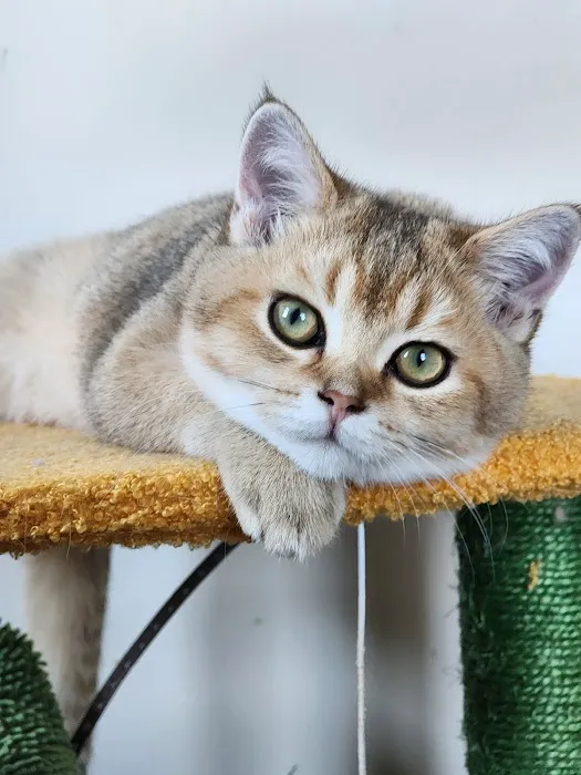 Golden League Cattery Picture 4