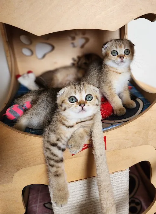 Golden League Cattery Picture 5