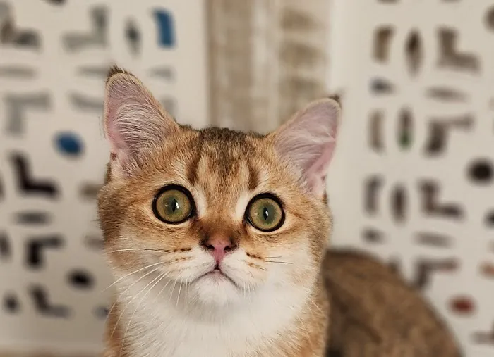 Golden League Cattery Picture 8