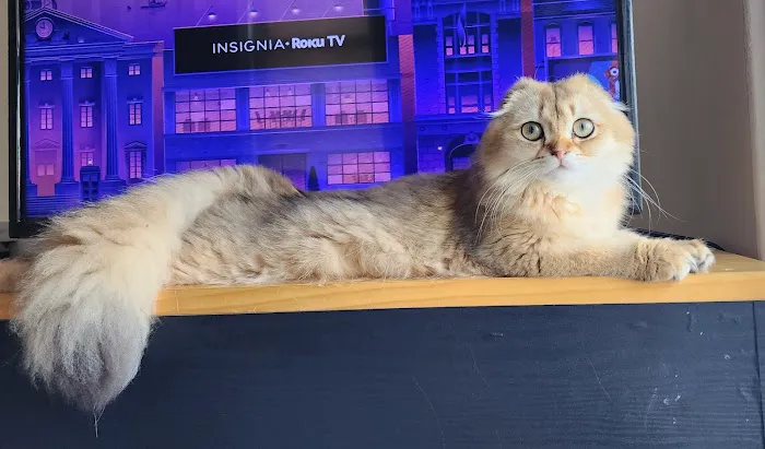 Golden League Cattery Picture 7