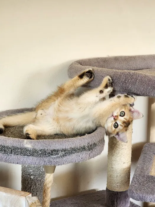 Golden League Cattery Picture 9