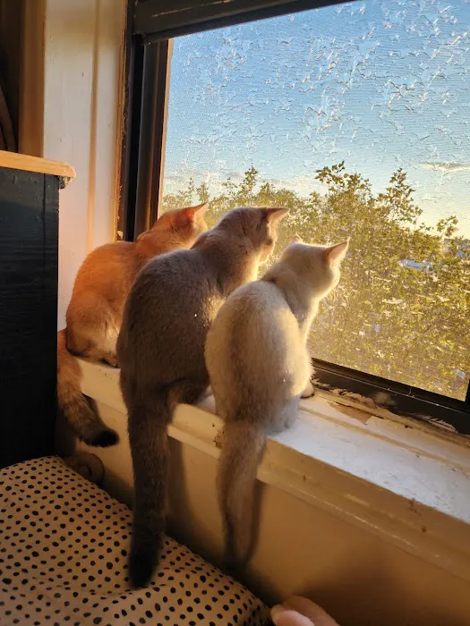 Golden League Cattery Picture 10