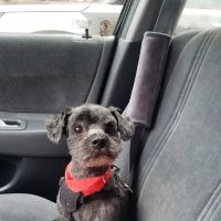 Manhattan Beach Animal Clinic ico