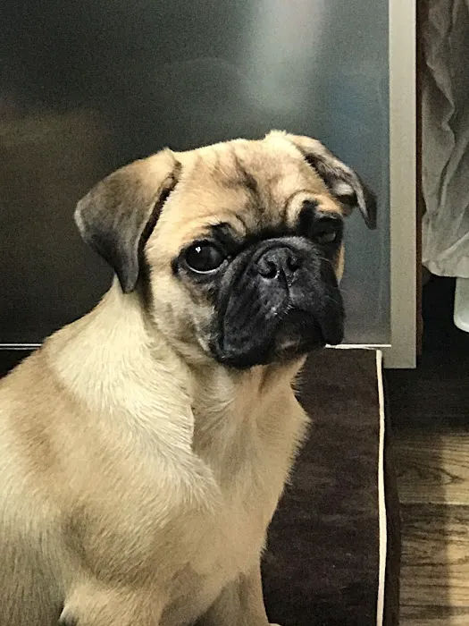 Manhattan Beach Animal Clinic Picture 4