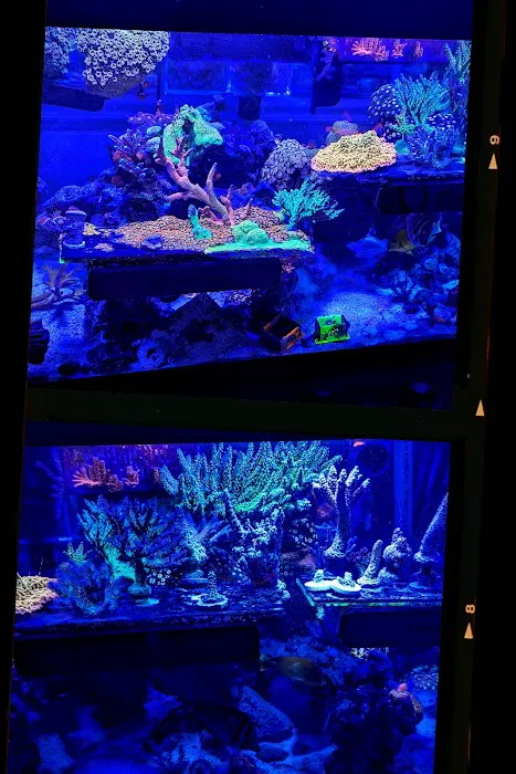 City Boy Corals & Aquarium servicing Picture 1
