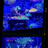 City Boy Corals & Aquarium servicing ico
