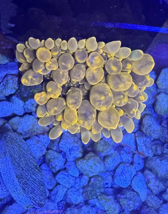City Boy Corals & Aquarium servicing Picture 6