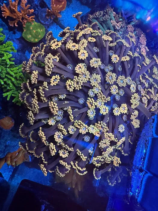 City Boy Corals & Aquarium servicing Picture 3