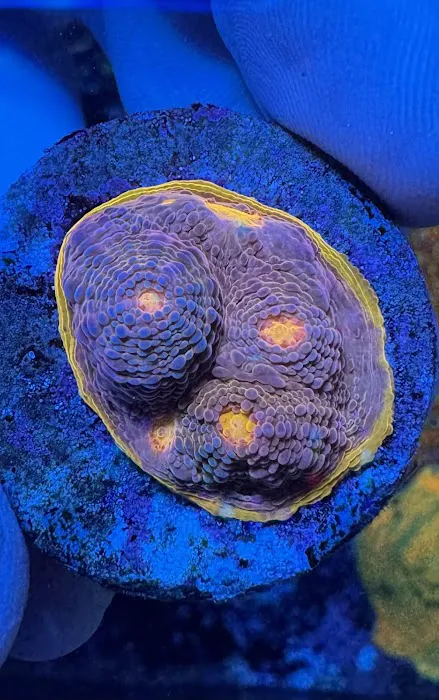City Boy Corals & Aquarium servicing Picture 4