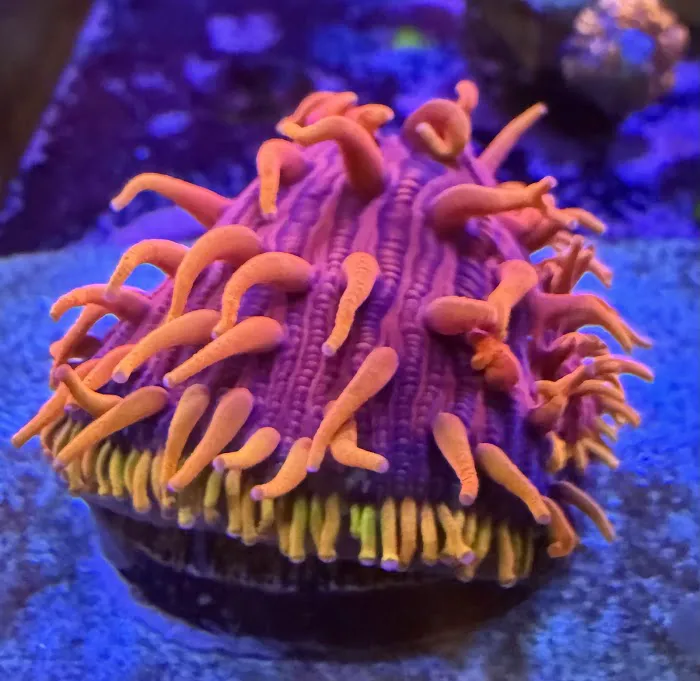 City Boy Corals & Aquarium servicing Picture 2