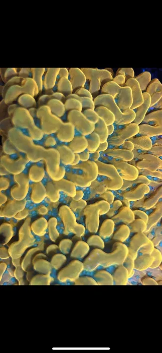 City Boy Corals & Aquarium servicing Picture 5