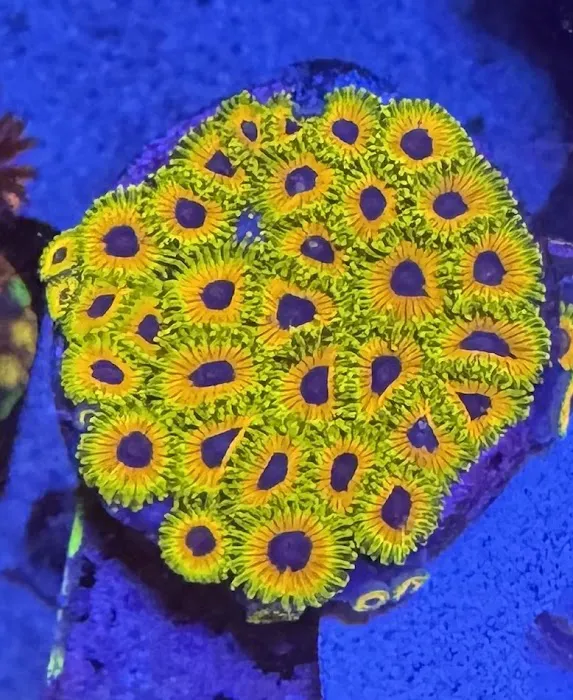 City Boy Corals & Aquarium servicing Picture 7