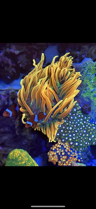 City Boy Corals & Aquarium servicing Picture 10