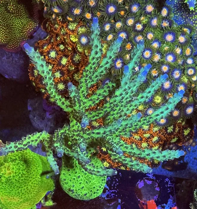 City Boy Corals & Aquarium servicing Picture 8