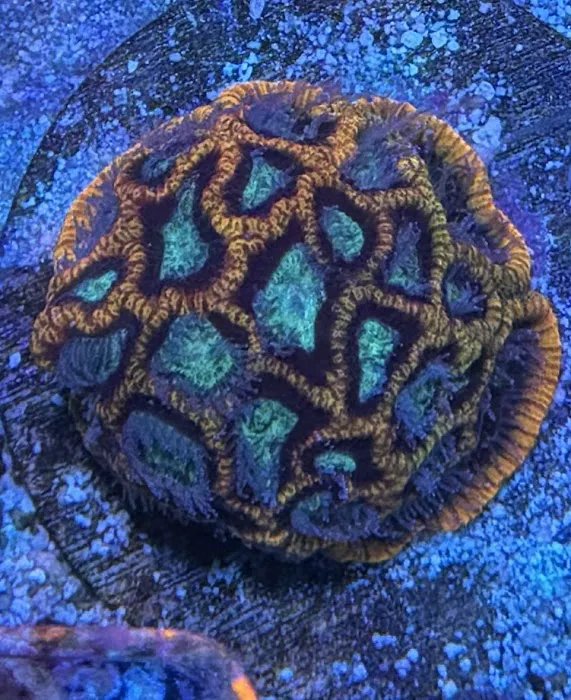 City Boy Corals & Aquarium servicing Picture 9
