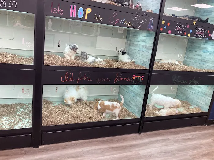 Puppy Dreams - Arlington Picture 1