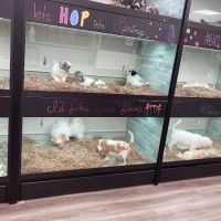 Puppy Dreams - Arlington ico