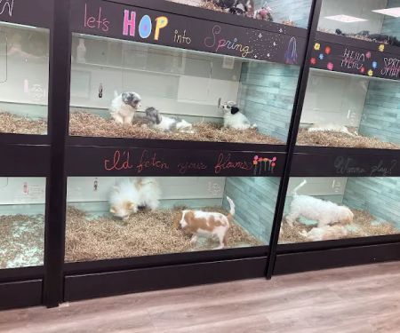 Puppy Dreams - Arlington