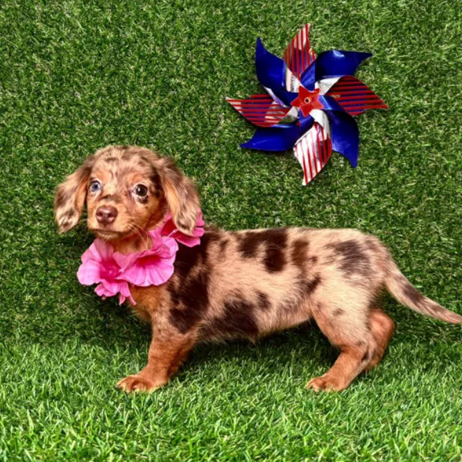 Puppy Dreams - Arlington Picture 2