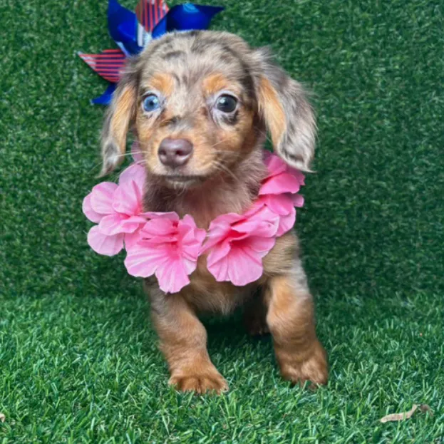 Puppy Dreams - Arlington Picture 6