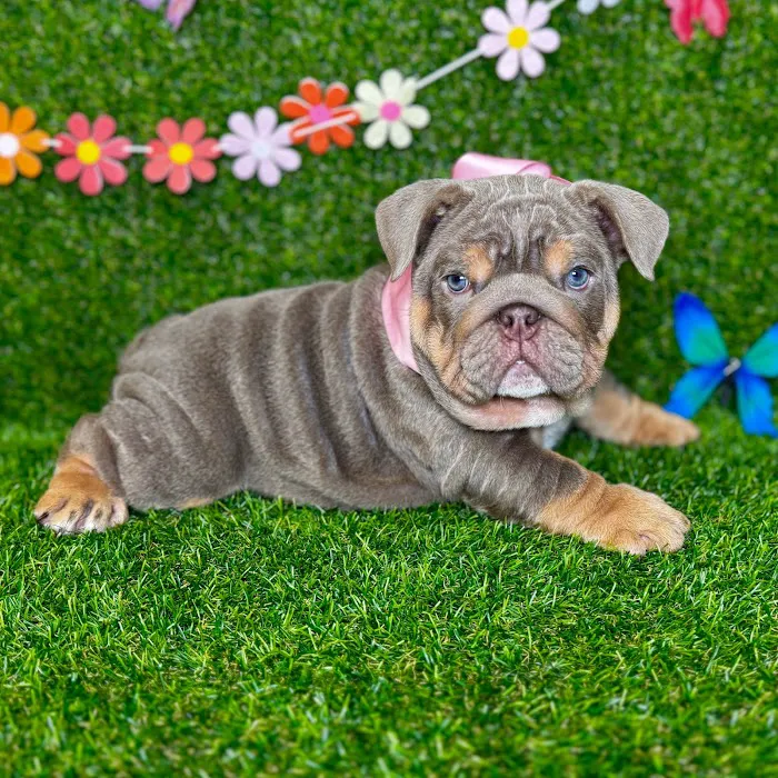 Puppy Dreams - Arlington Picture 7