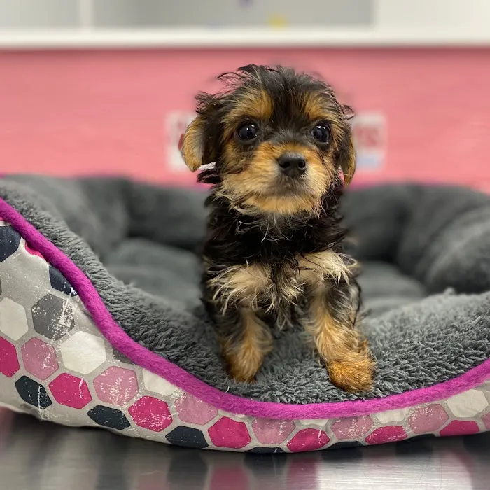 Puppy Dreams - Arlington Picture 8
