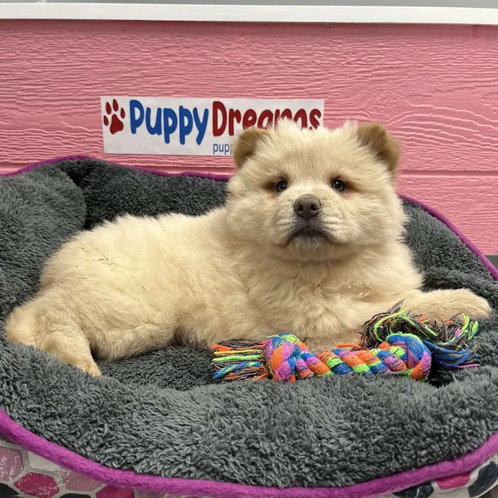 Puppy Dreams - Arlington Picture 10