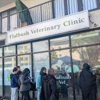 Flatbush Veterinary Clinic ico