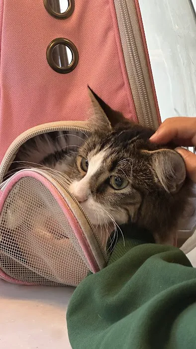 Flatbush Veterinary Clinic Picture 4