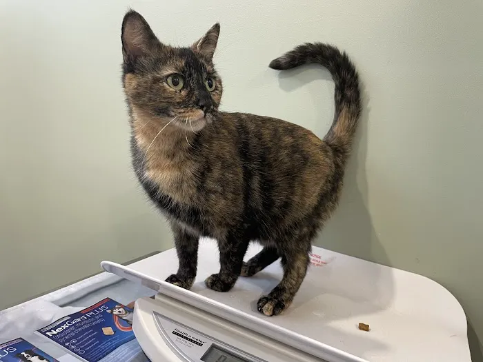 Flatbush Veterinary Clinic Picture 5