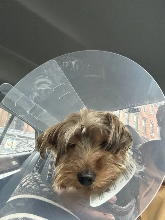 Flatbush Veterinary Clinic Picture 9