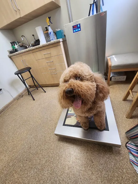 Noah's Ark Veterinary Practice Picture 1
