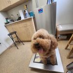 Noah's Ark Veterinary Practice