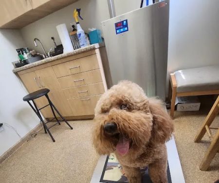 Noah's Ark Veterinary Practice