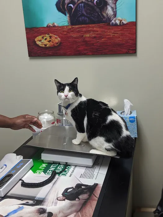 Noah's Ark Veterinary Practice Picture 4