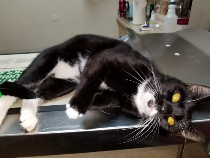 Noah's Ark Veterinary Practice Picture 8