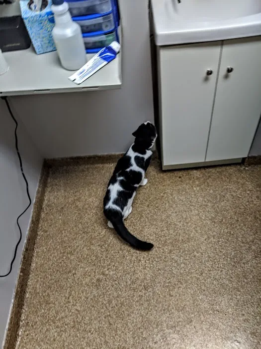 Noah's Ark Veterinary Practice Picture 9