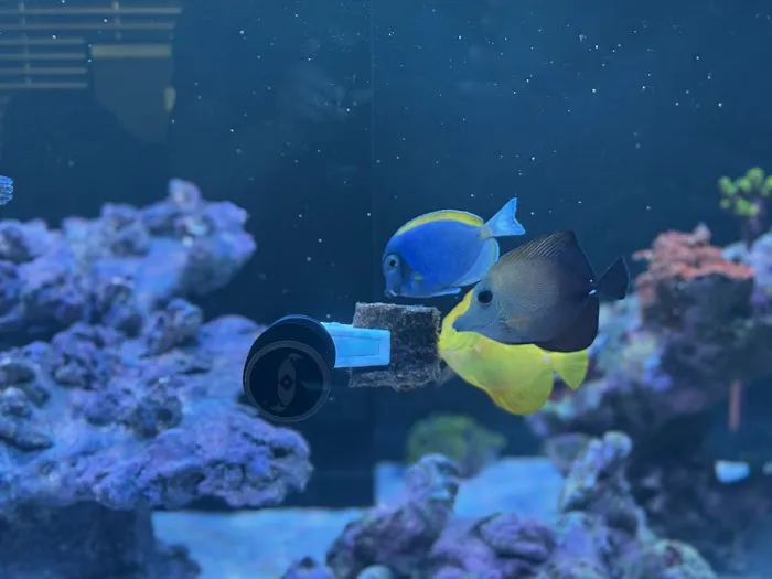 Saltwater Sanctuary LLC Picture 1