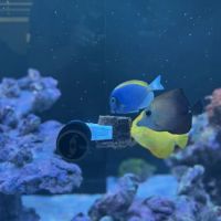 Saltwater Sanctuary LLC ico