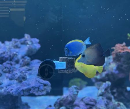 Saltwater Sanctuary LLC