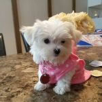 Sheepshead Bay Veterinary Group