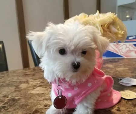 Sheepshead Bay Veterinary Group