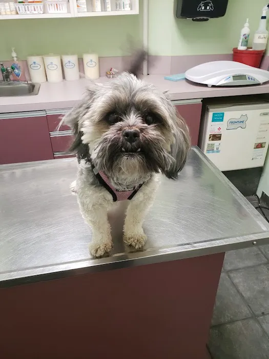 Animal Clinic of Marine Park Picture 4