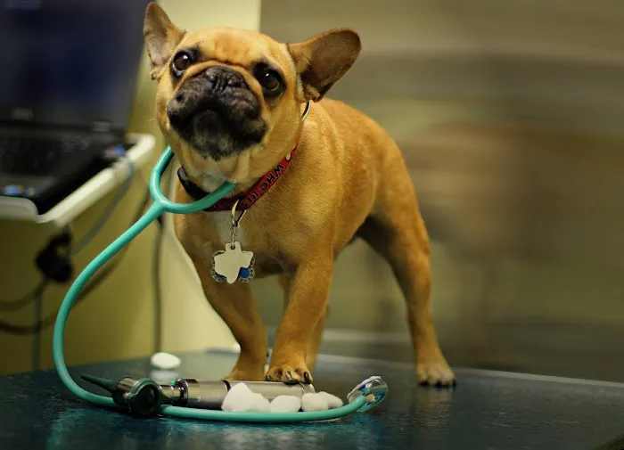 Animal Clinic of Marine Park Picture 2