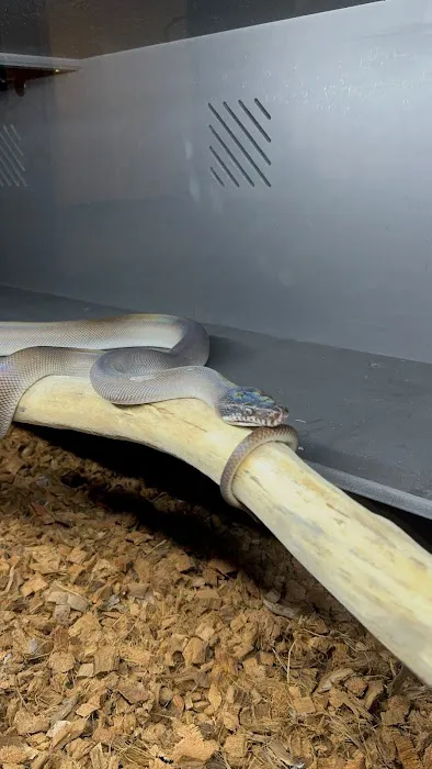 Tatom's Exotic Reptiles (Appointment Required) Picture 1