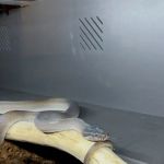 Tatom's Exotic Reptiles (Appointment Required)