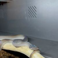 Tatom's Exotic Reptiles (Appointment Required) ico