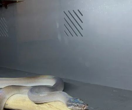Tatom's Exotic Reptiles (Appointment Required)